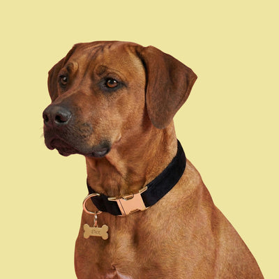 Black Velvet Dog Collar