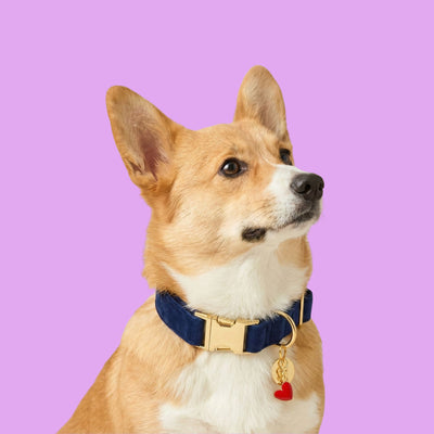 Dark Blue Velvet Collar Walk Set