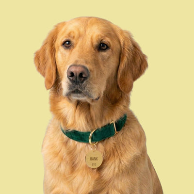 Emerald Green Velvet Dog Collar