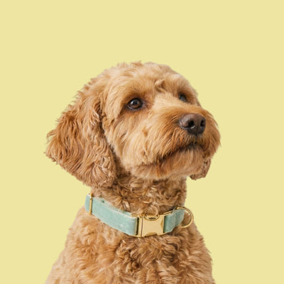 Mint Green Velvet Collar Walk Set