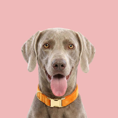 Orange Velvet Dog Collar
