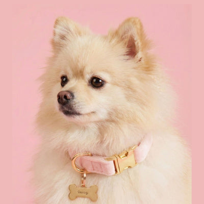 Pink Velvet Dog Collar