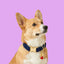 Dark Blue Velvet Dog Collar