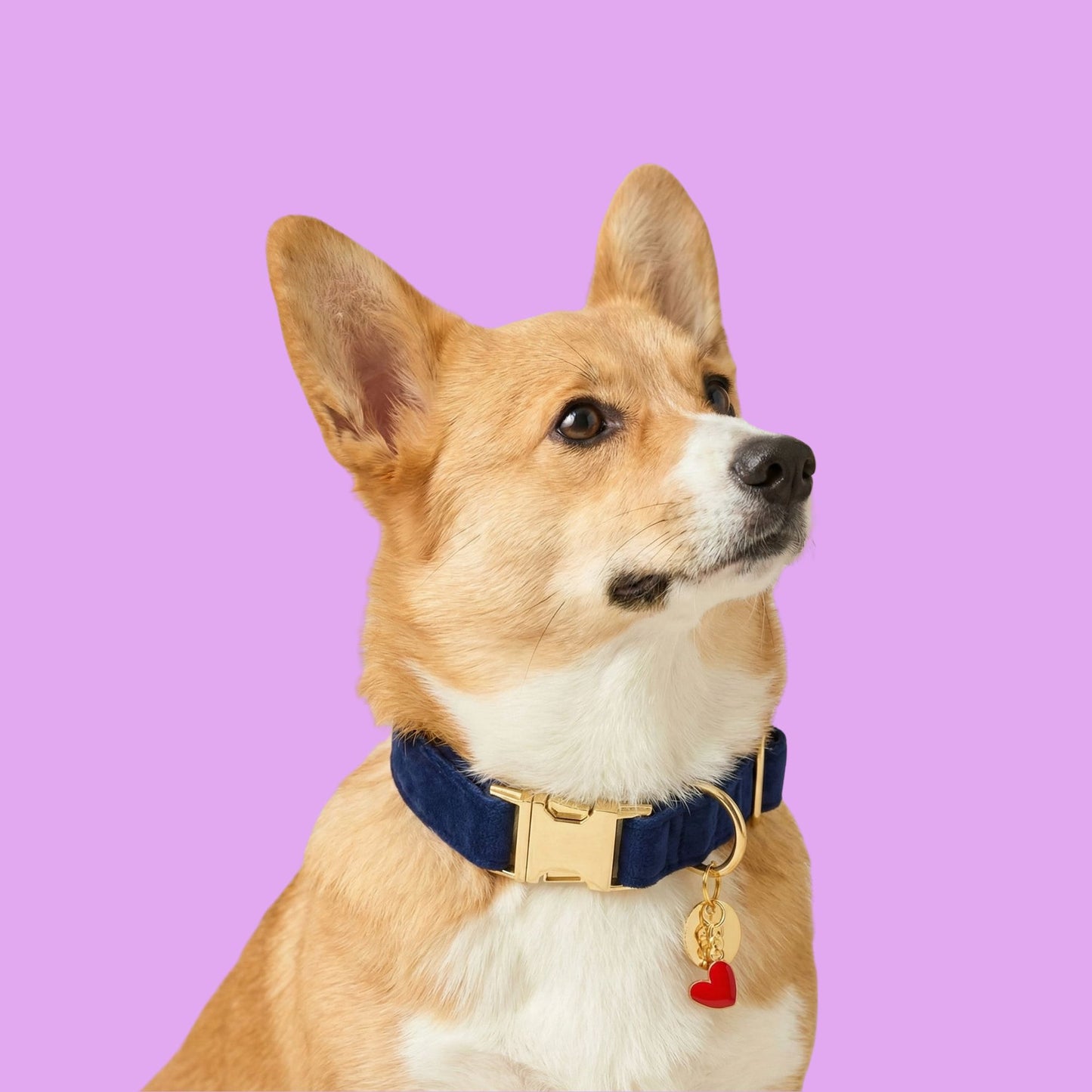 Dark Blue Velvet Dog Collar