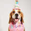 Dog Birthday Set