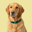 Emerald Green Velvet Dog Collar