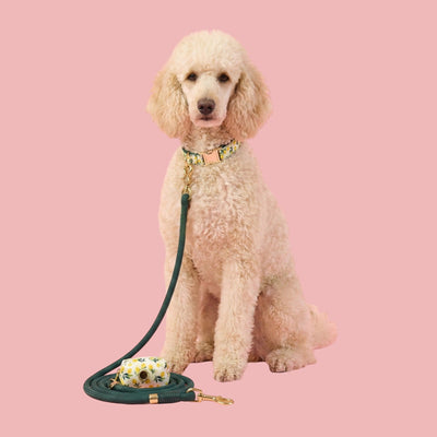 Lemon Grove Collar Walk Set