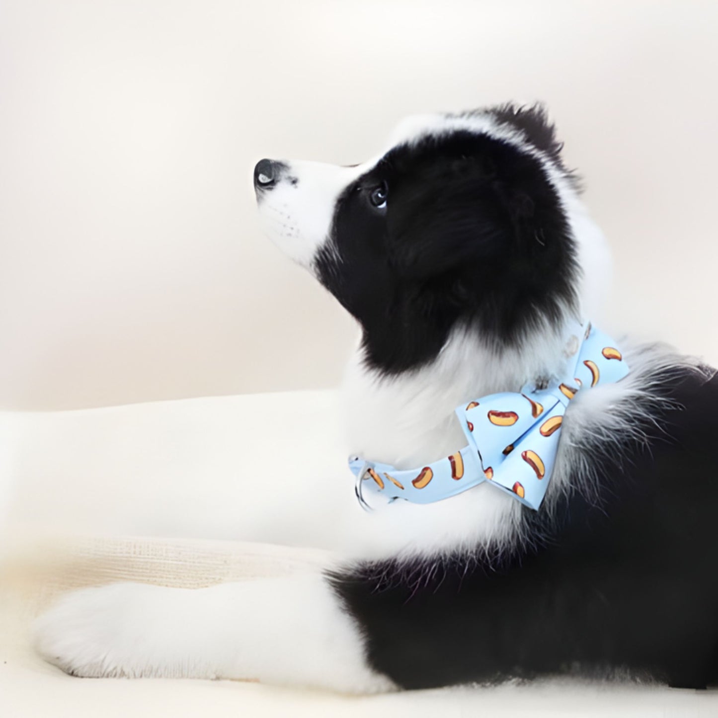 Hot Dog | Bow Tie Dog Collar