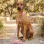 Lavender Fields Collar Walk Set