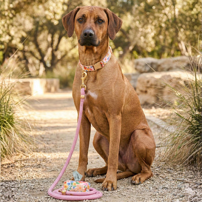 Lavender Fields Collar Walk Set