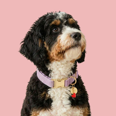 Lilac Velvet Dog Collar
