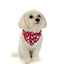Valentine's Day Love You | Dog Bandana