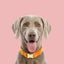 Orange Velvet Dog Collar