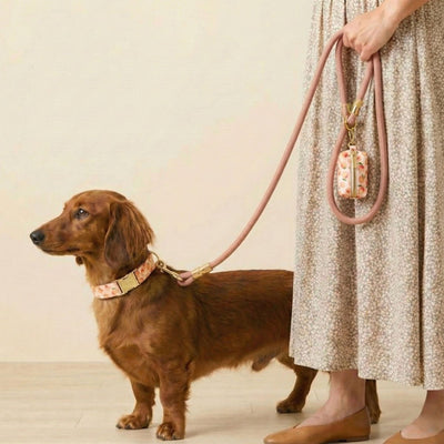 Peaches Collar Walk Set