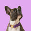 Purple Velvet Dog Collar