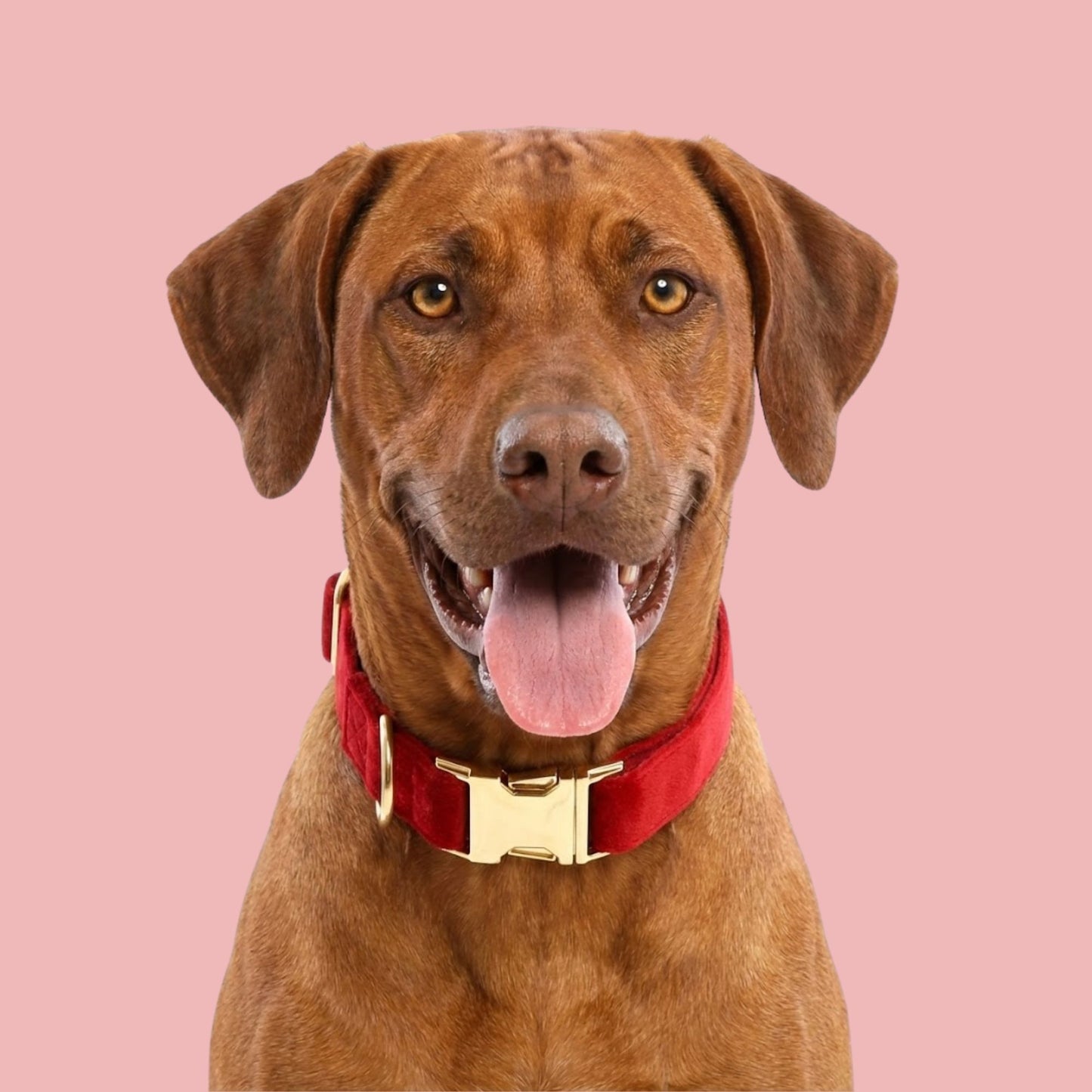 Red Velvet Dog Collar